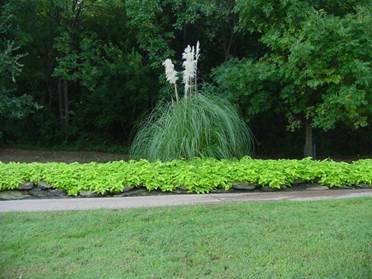 Pampasgrass & Sweet Potatoes