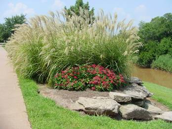 Red Pentas & Miscanthus