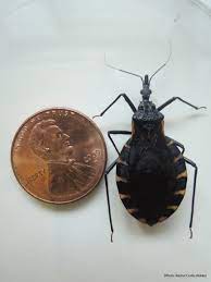 kissing bug size