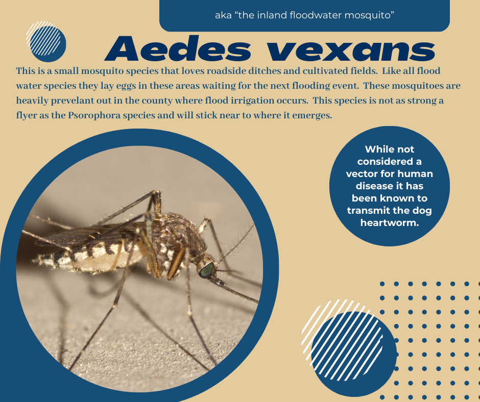 Aedes vexans