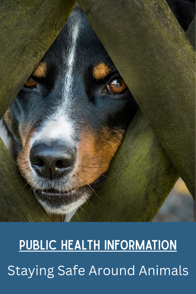 Public Health Information Staying Safe Around Animals Button