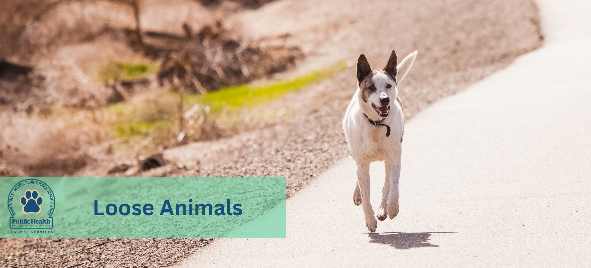 Loose Animals Banner