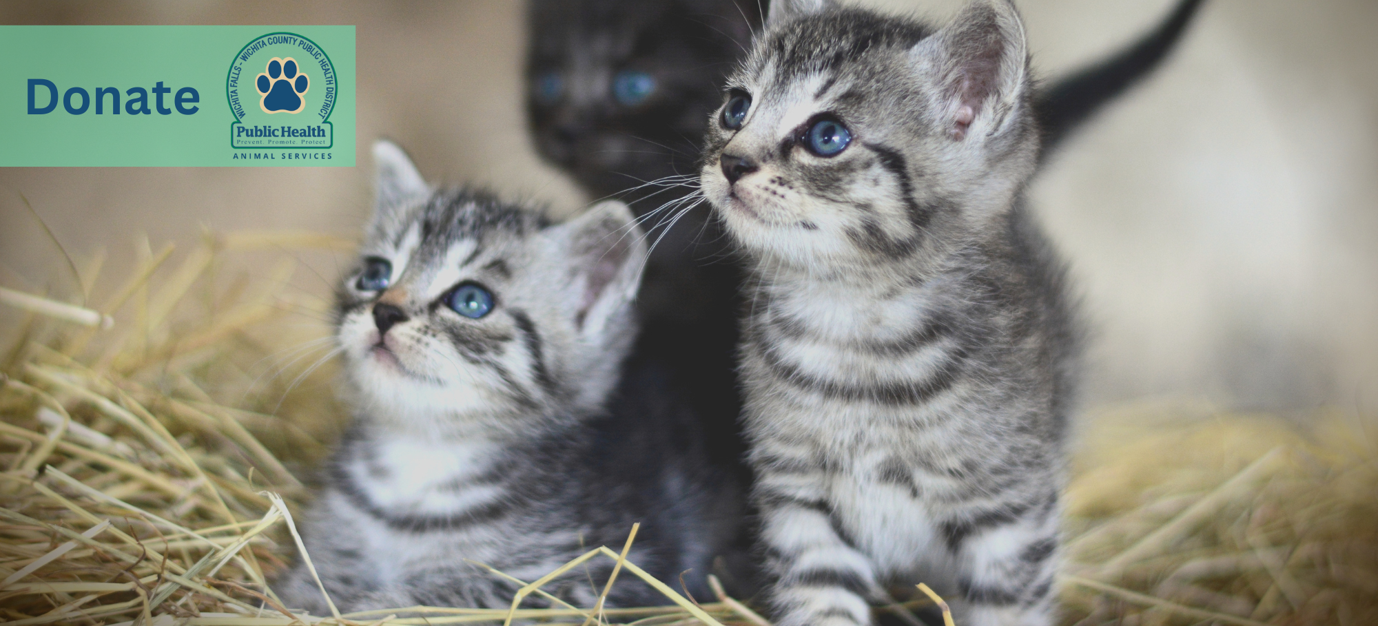 Animal Services subpage Donate