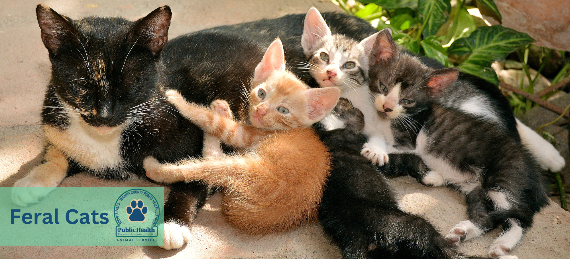 Animal Services subpage  Community Cats