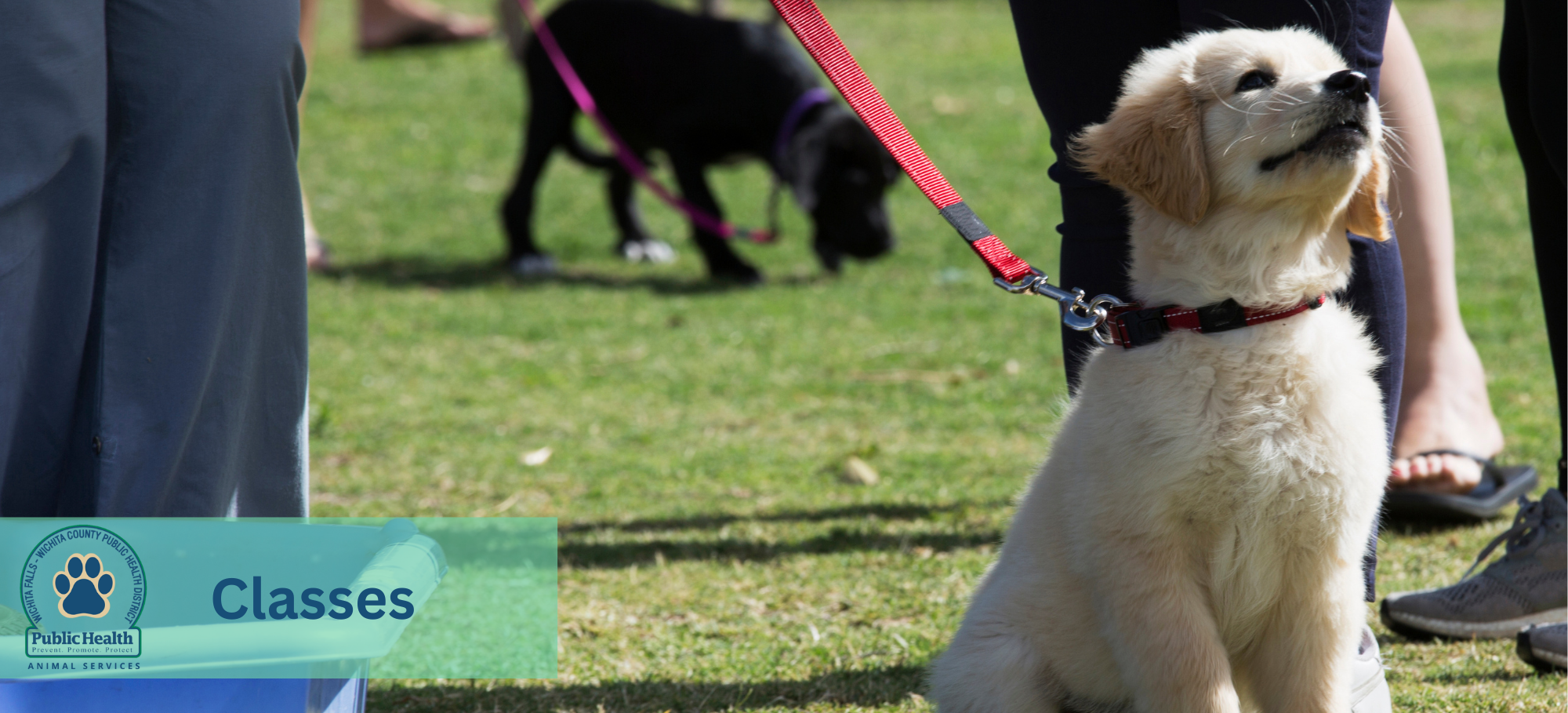 Animal Services subpage  Classes