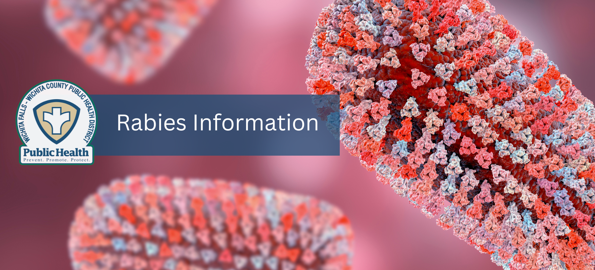 Rabies Information Top Banner Only